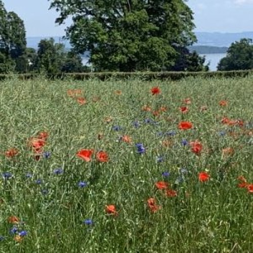 Panoramas